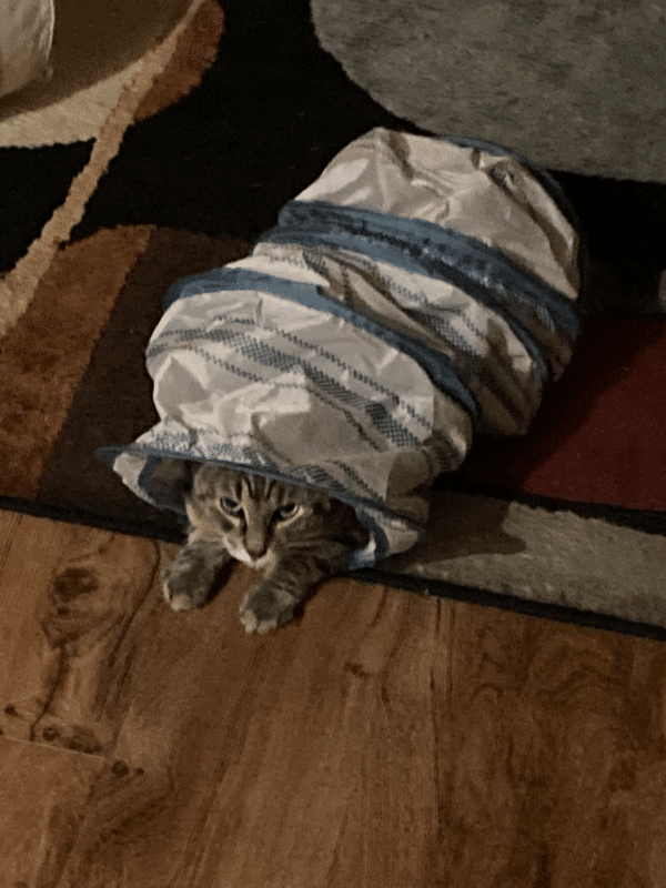 Rosa DeRose headshot